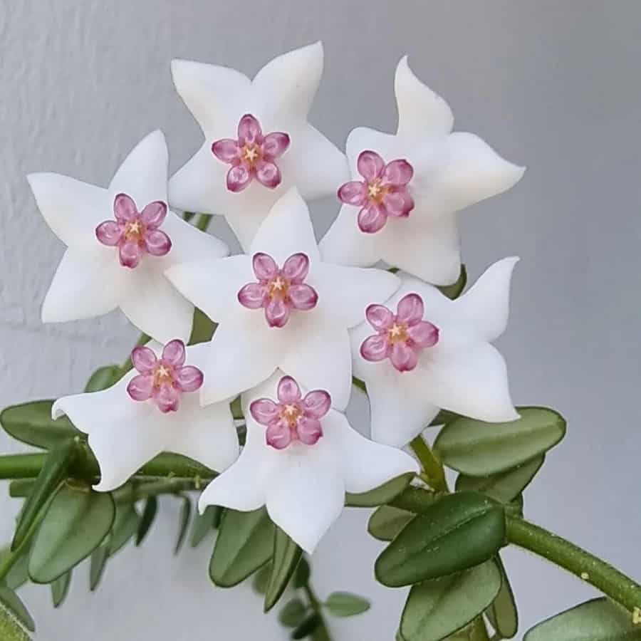 Hoya vaccinioides