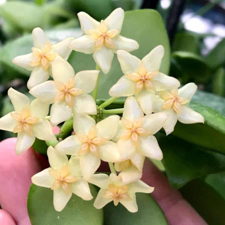 Hoya vanuatuensis