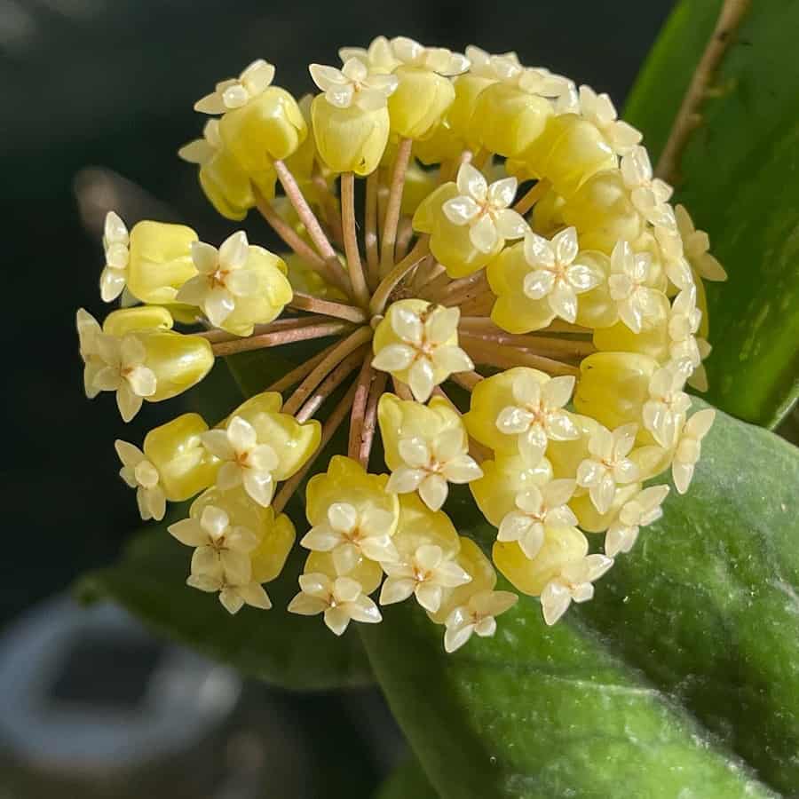 Hoya vitellinoides