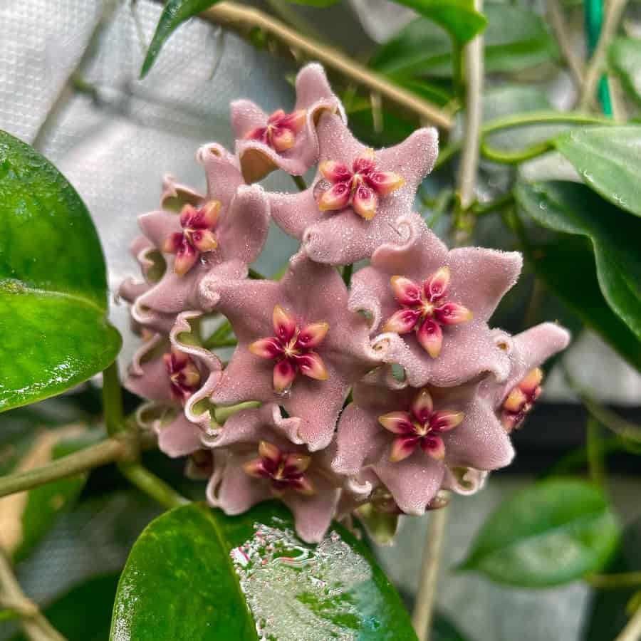 Hoya vitiensis