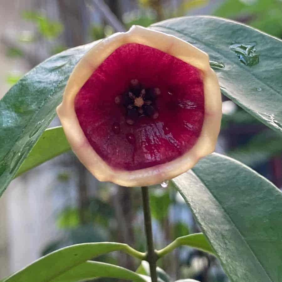 Hoya wallichii subsp. tenebrosa