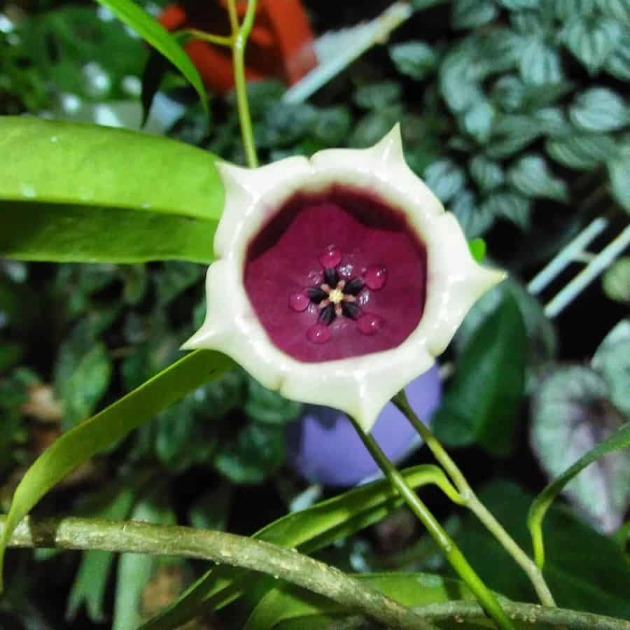 Hoya wallichii