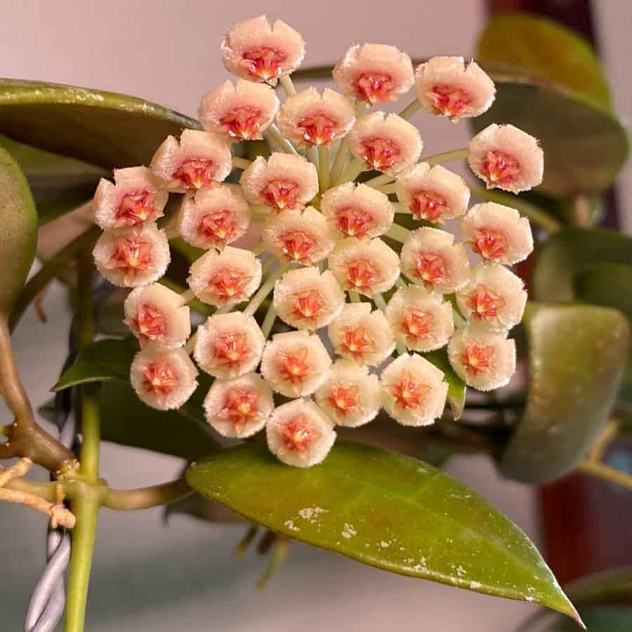 Hoya walliniana