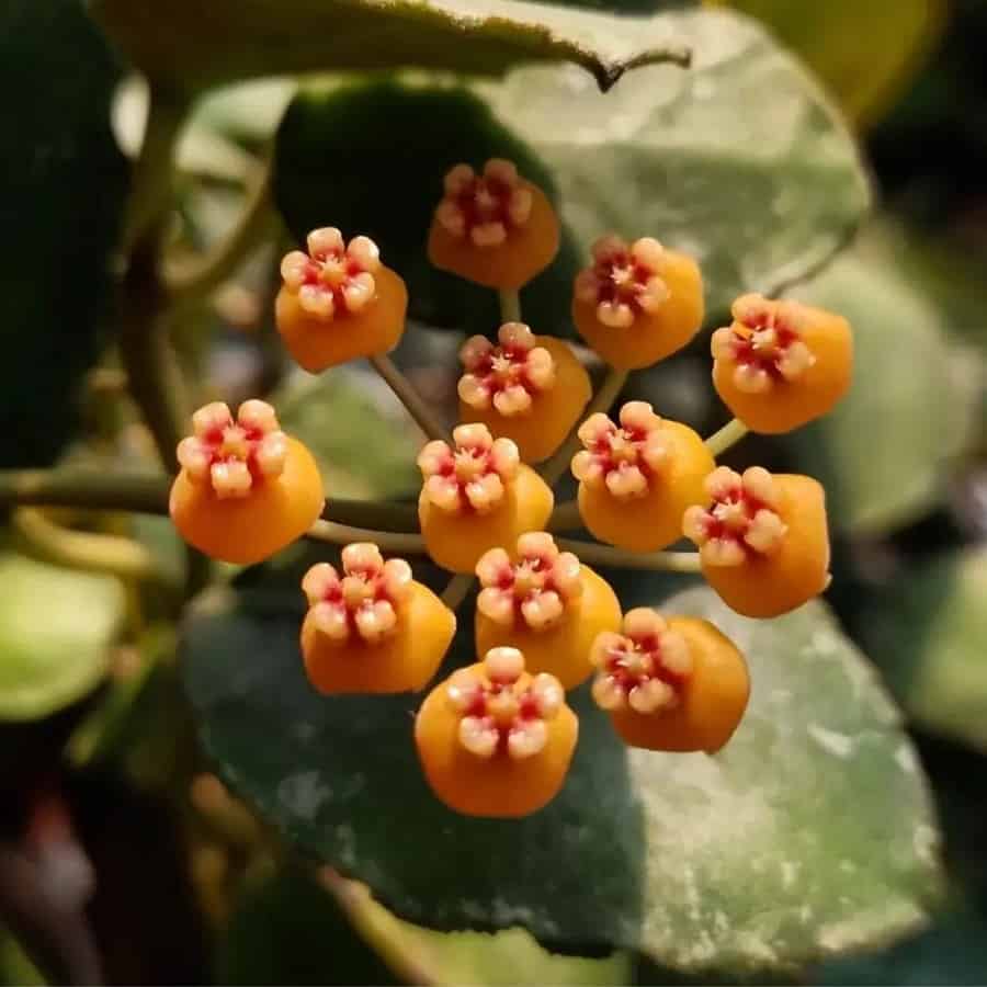 Hoya waymaniae