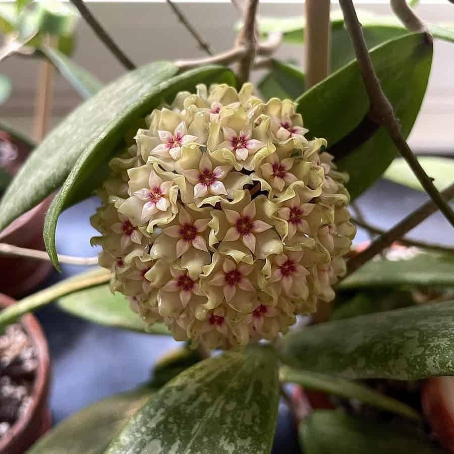 Hoya wibergiae