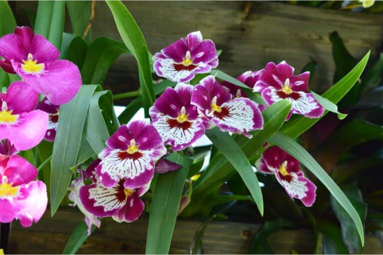 Miltoniopsis