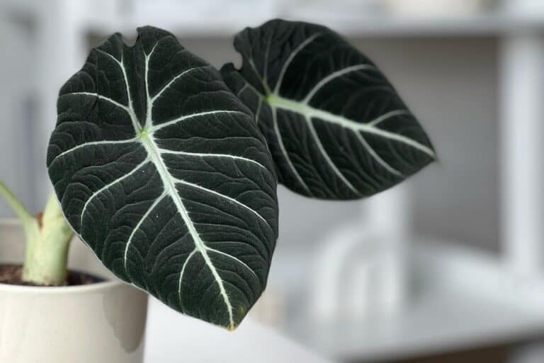 alocasia black velvet propagation