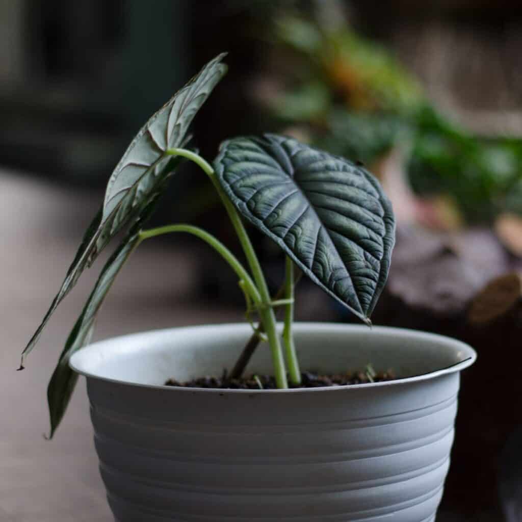 alocasia drooping