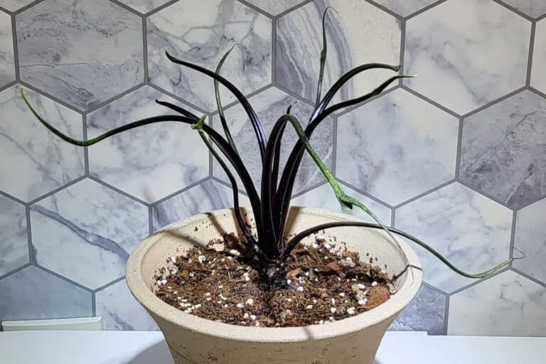 alocasia flying squid propagation