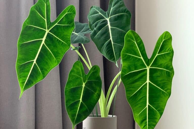 alocasia frydek drooping