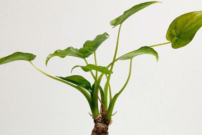 alocasia odora propagation