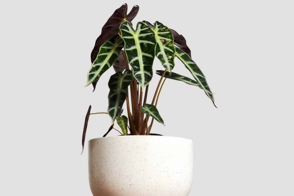alocasia polly drooping