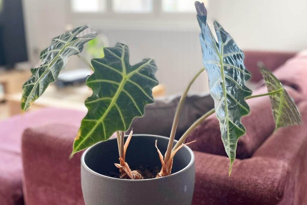 alocasia polly drooping leaves