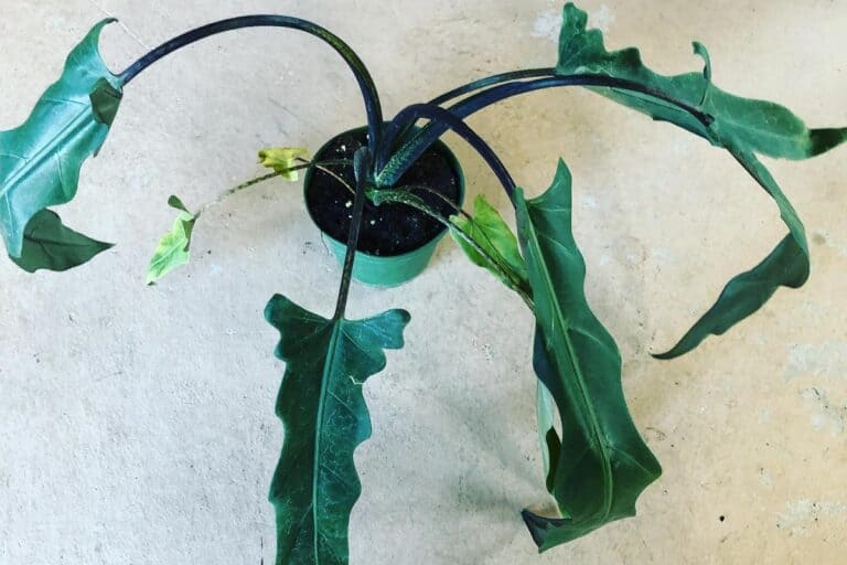 alocasia purple sword drooping