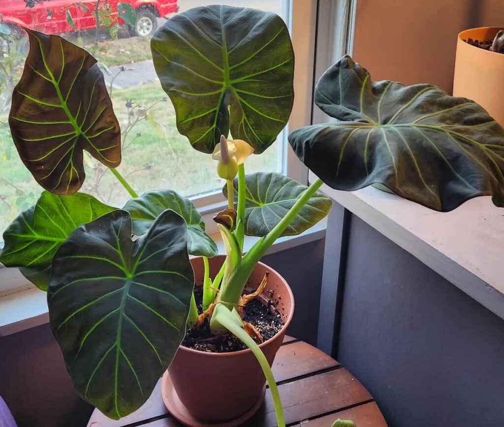 alocasia regal shield drooping leaves