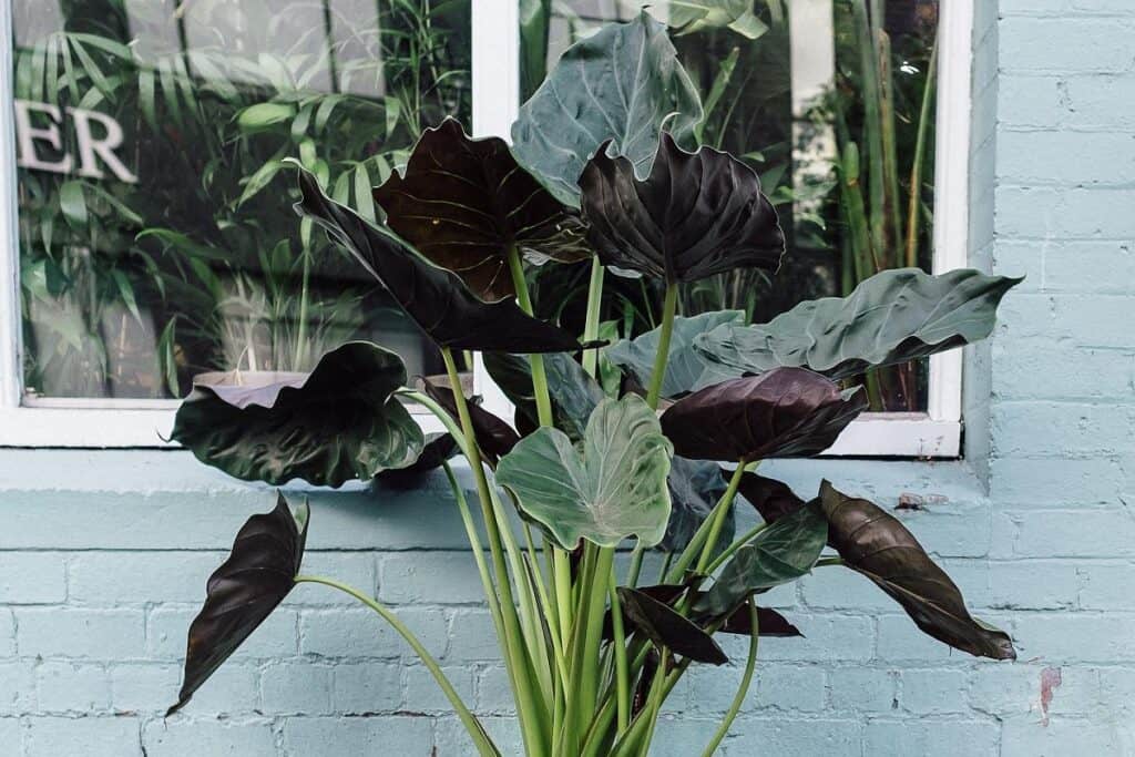 alocasia wentii drooping