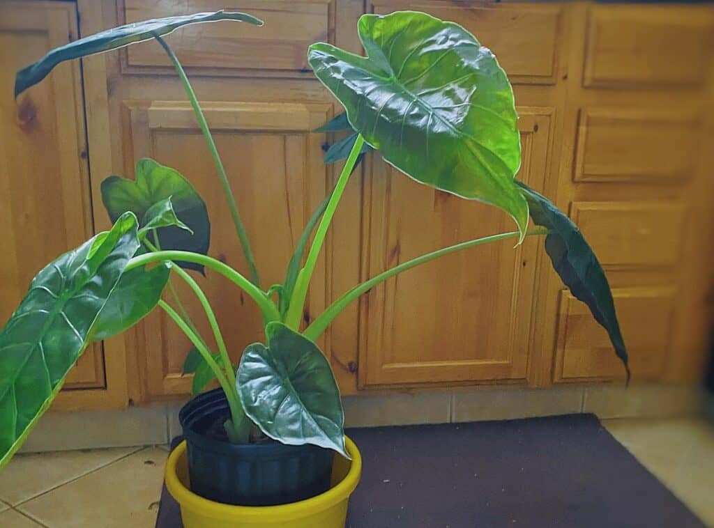 alocasia wentii drooping leaves