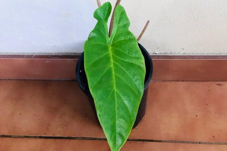 alocasia zebrina drooping