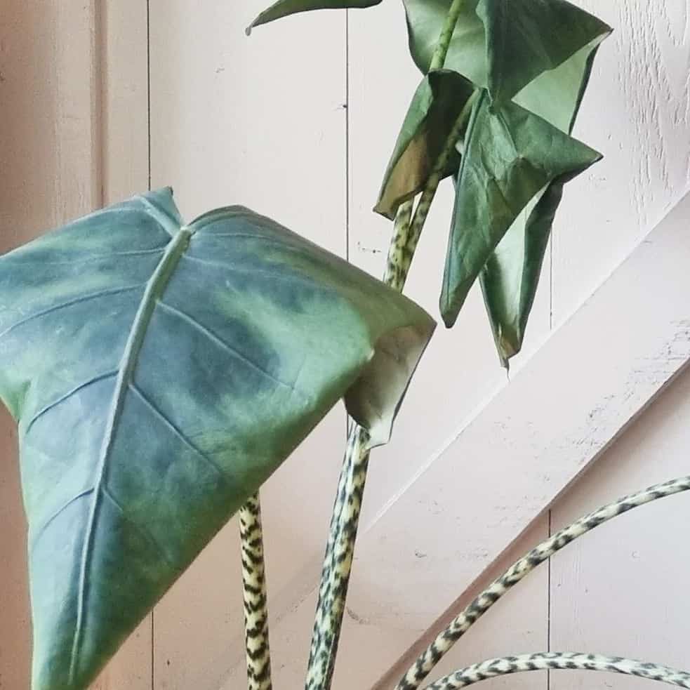 alocasia zebrina drooping leaves