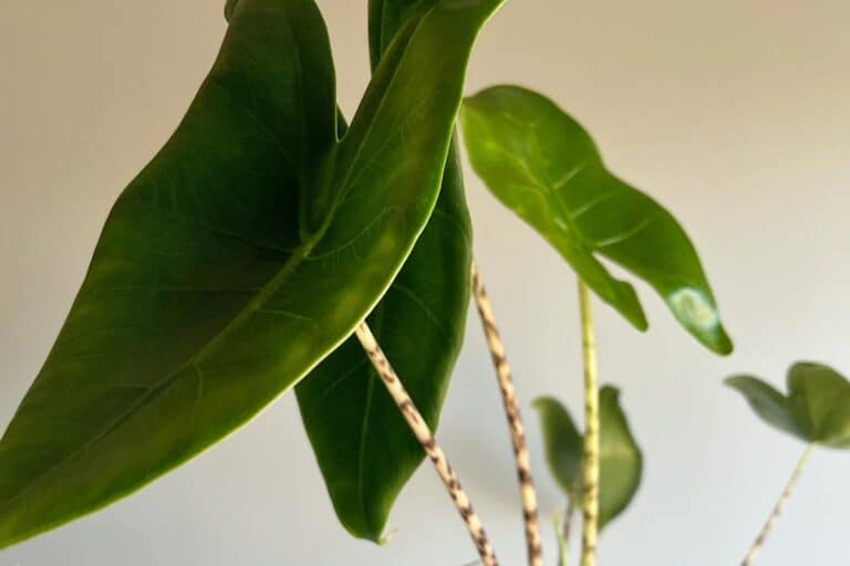 alocasia zebrina propagation
