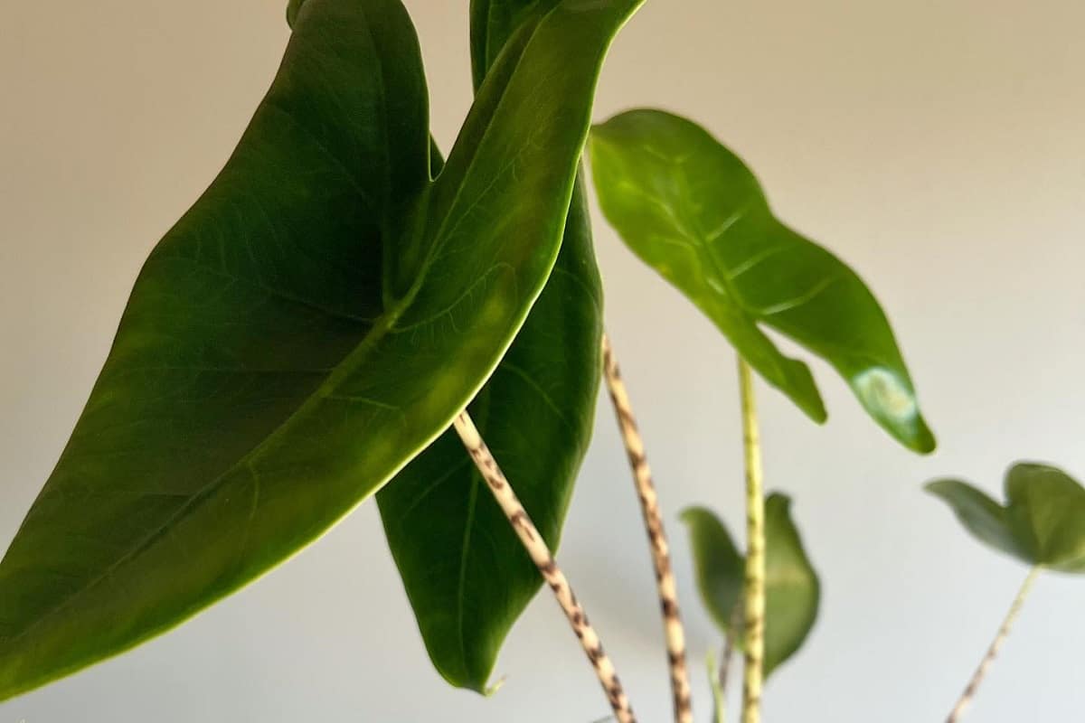 Alocasia Zebrina Propagation (StepByStep Guide) Houseplant Alley