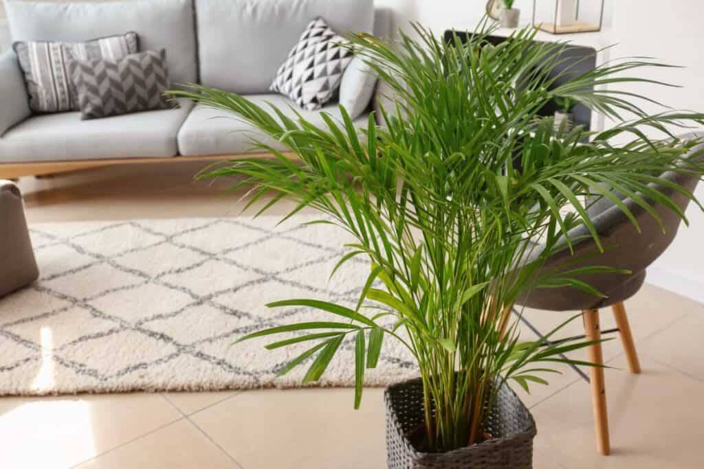 areca palm brown tips
