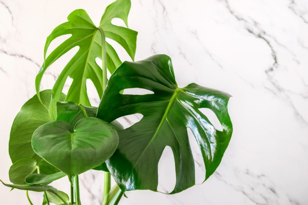 at what age do monstera leaves split