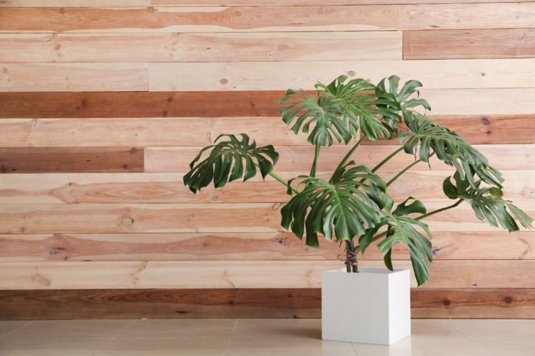 best pots for monstera plants
