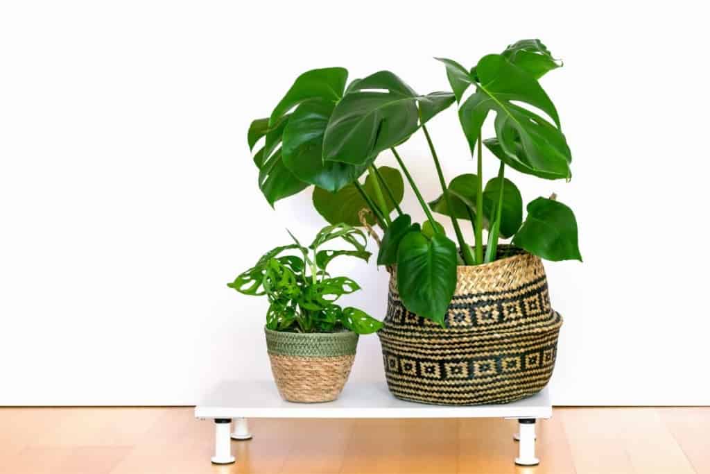 best size for monstera pots