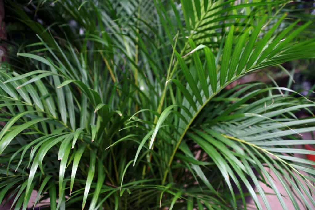 brown tips on areca palm