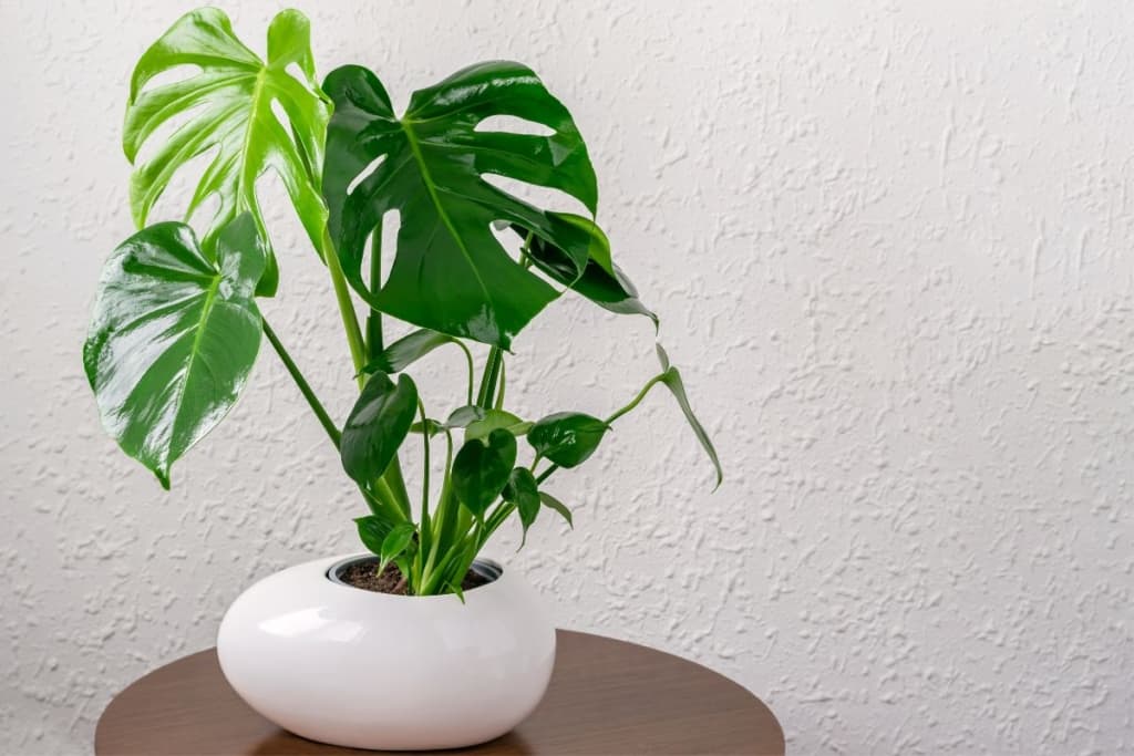 cachepot for monstera plant