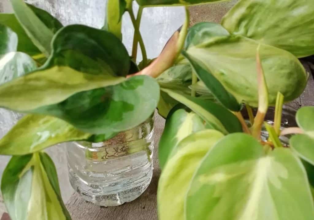 can philodendron grow in just water