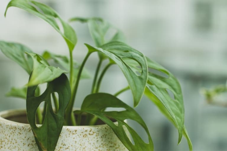 do monstera plants like humidity