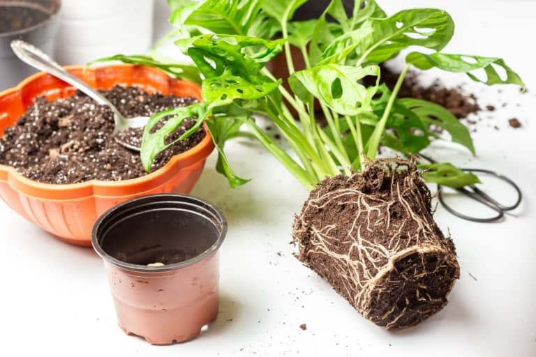 do monstera plants like to be root bound