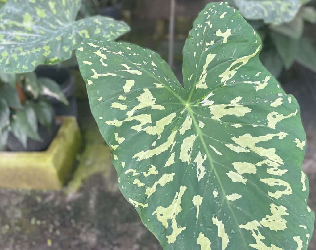 drooping Alocasia Hilo Beauty