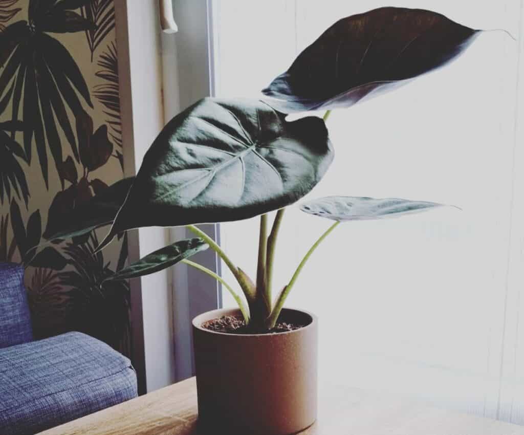 drooping alocasia wentii