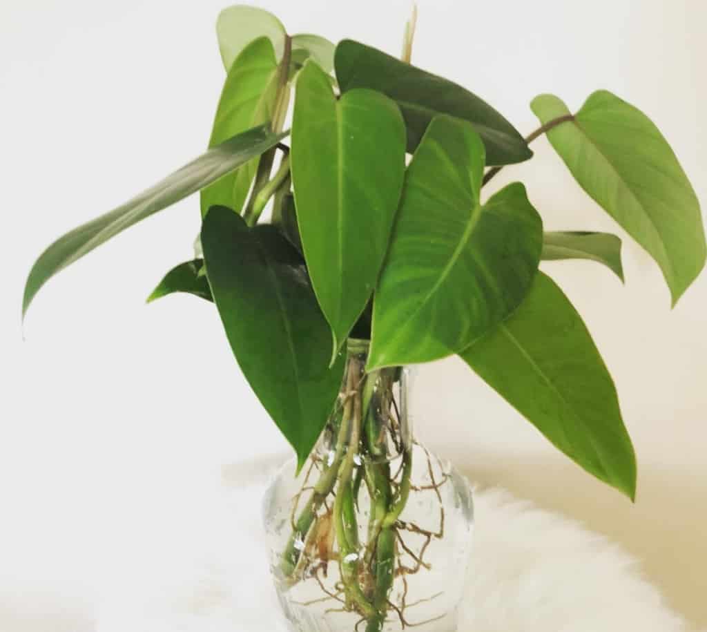 grow philodendron in water