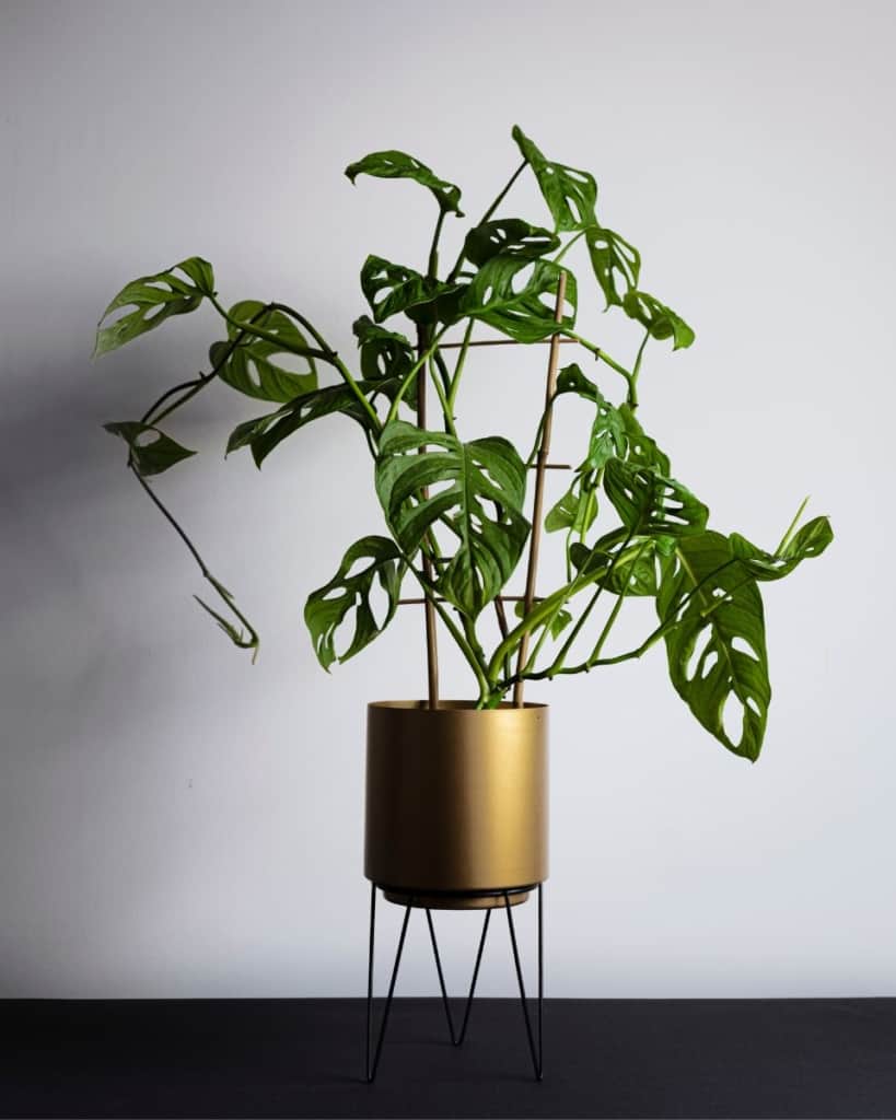 how to grow monstera upwards with a trellis
