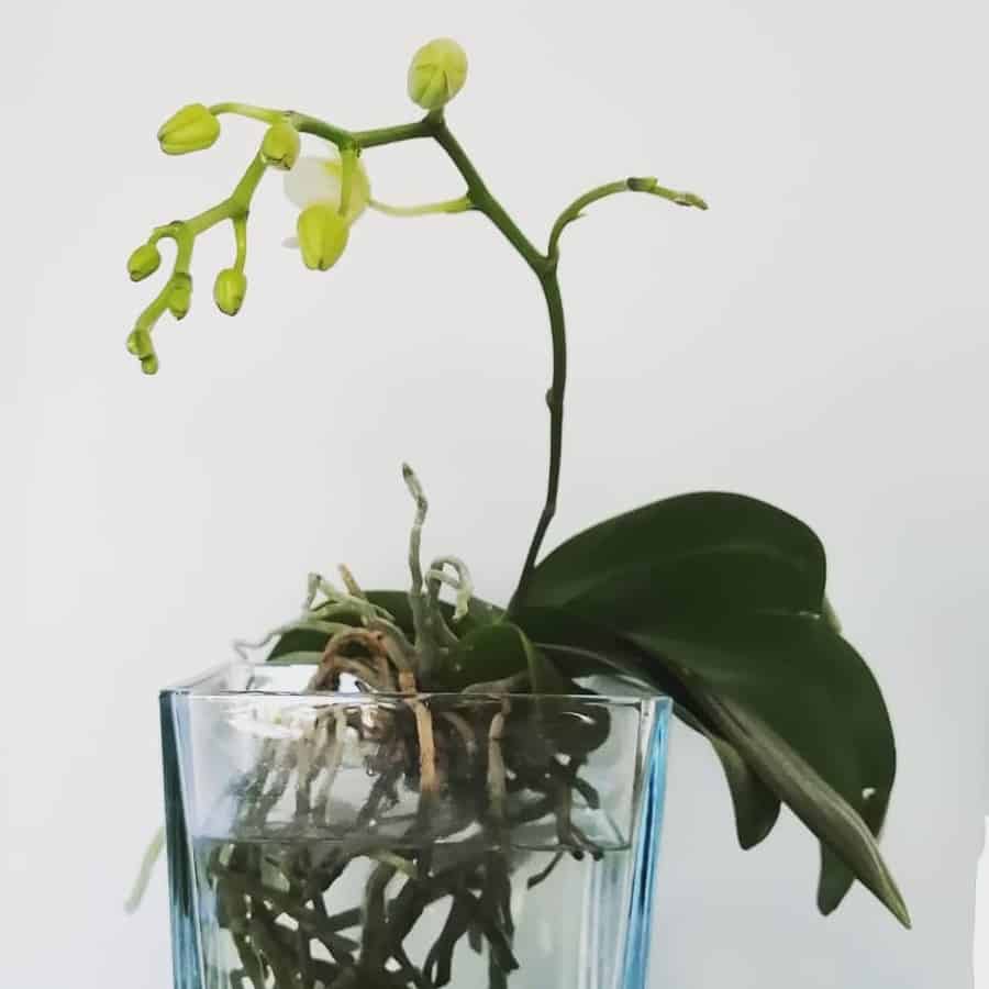 growing orchids in water