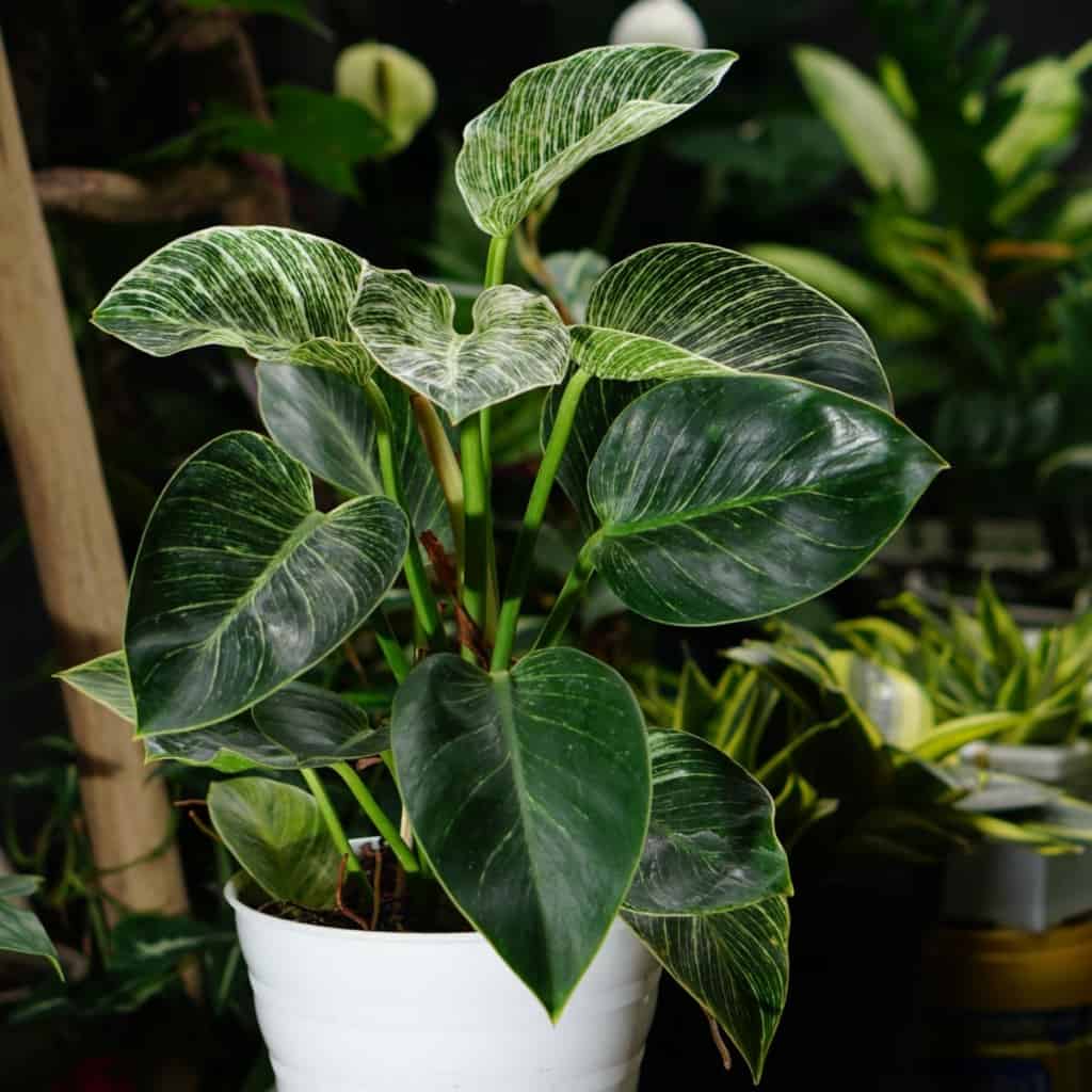 growing philodendron birkin