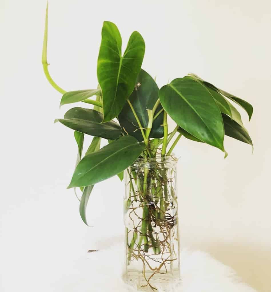 growing philodendron in water