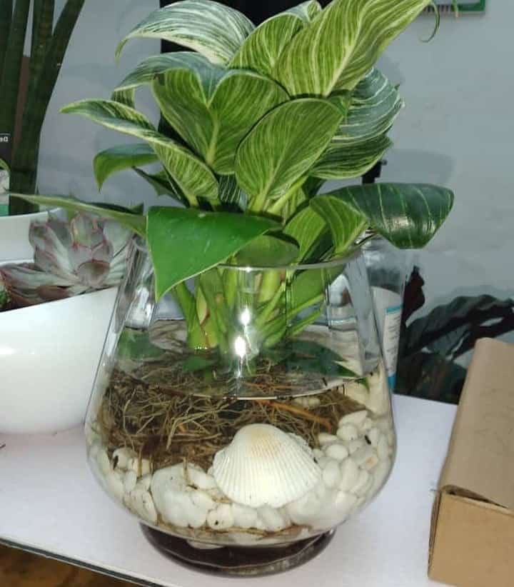 how long can a philodendron live in water