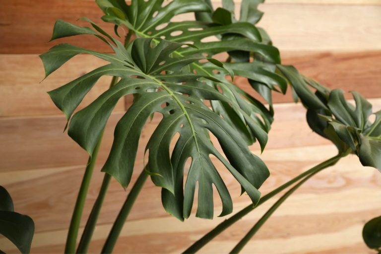 how long do monstera plants live