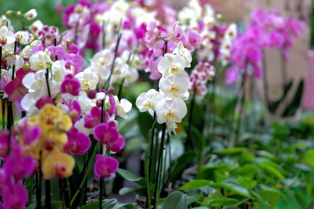 how long do orchids live