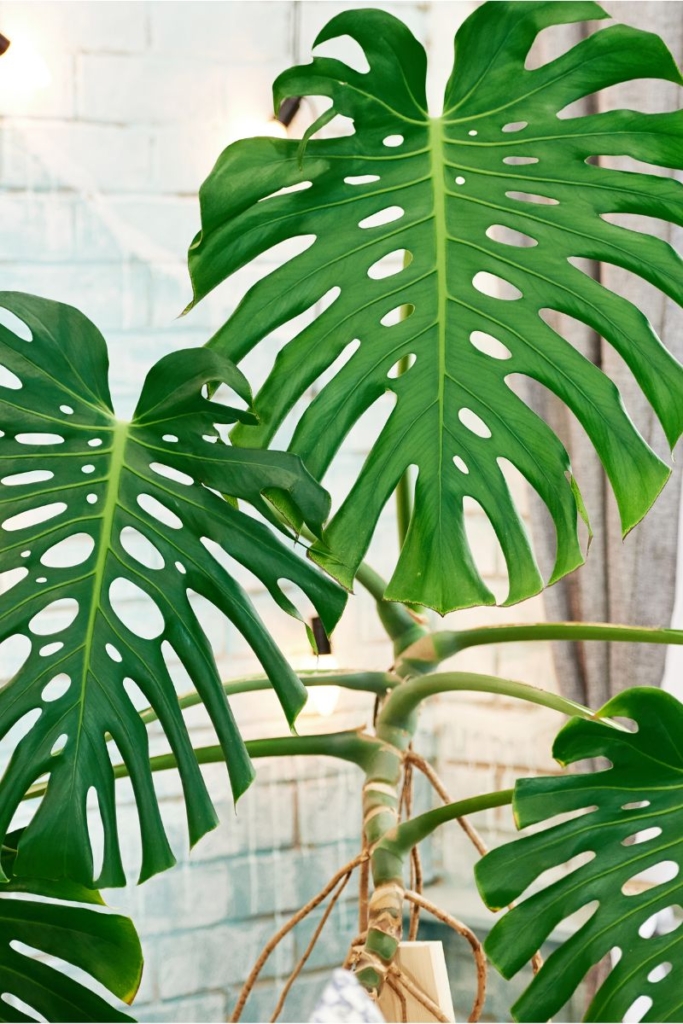 how long does it take a monstera to reach full size