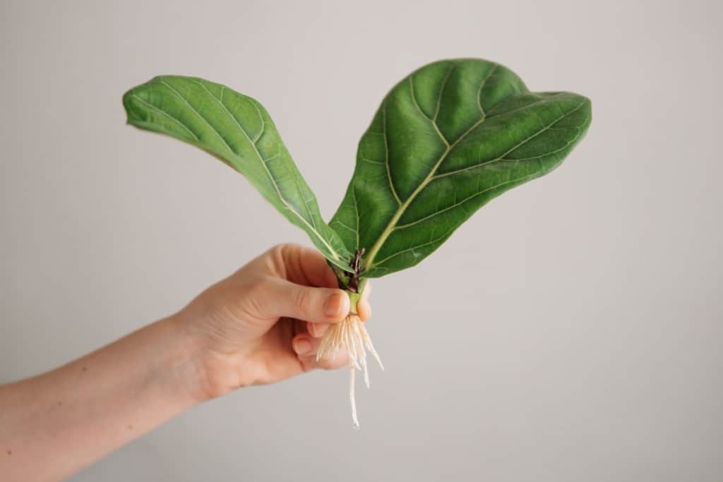 how long does it take for a fiddle leaf cutting to root