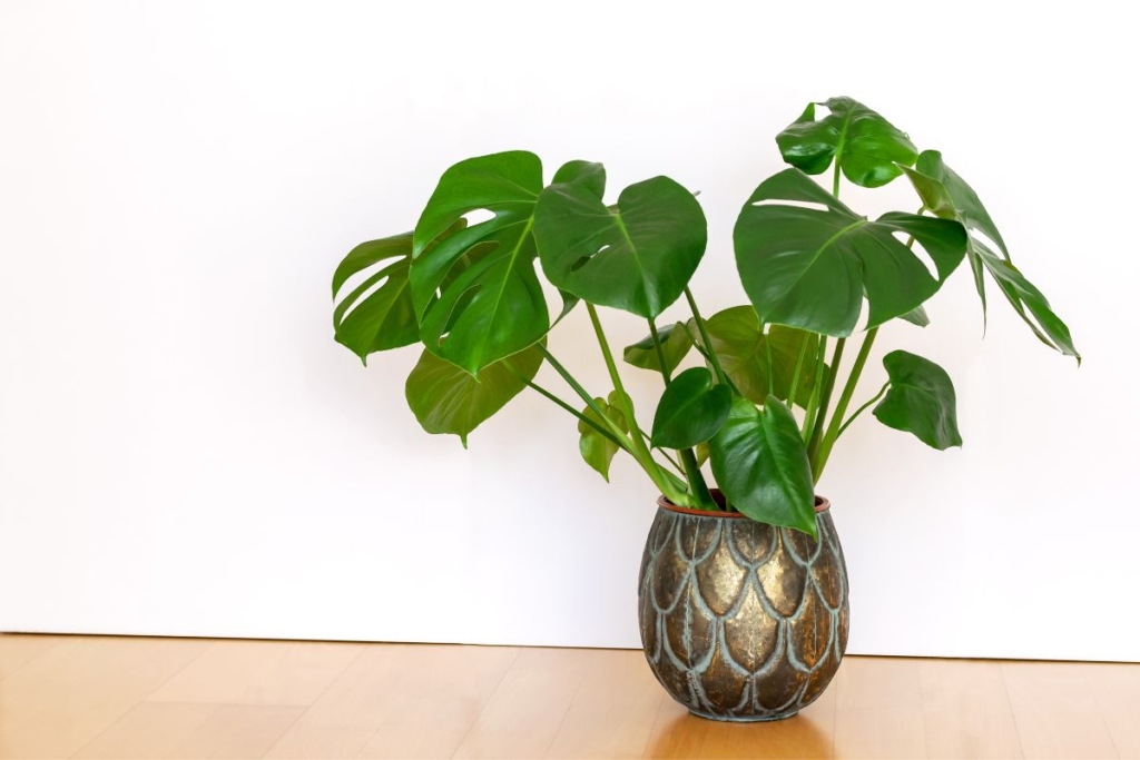 how long does monstera take to grow