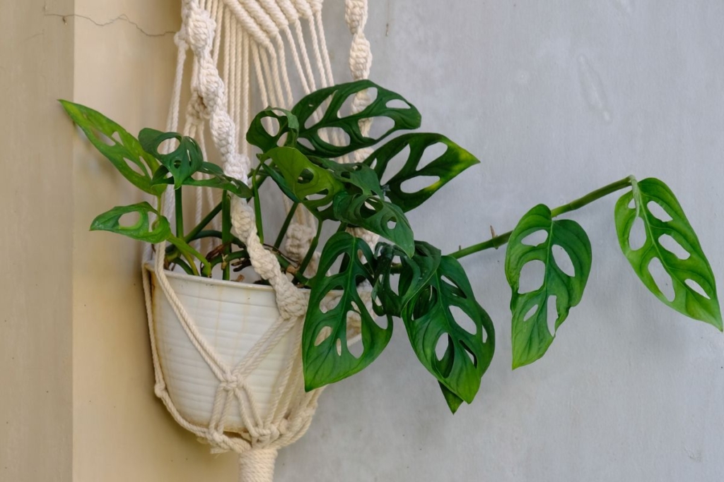 how long does monstera take to grow indoors