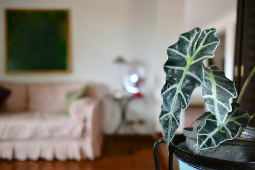 how much humidity does Alocasia need