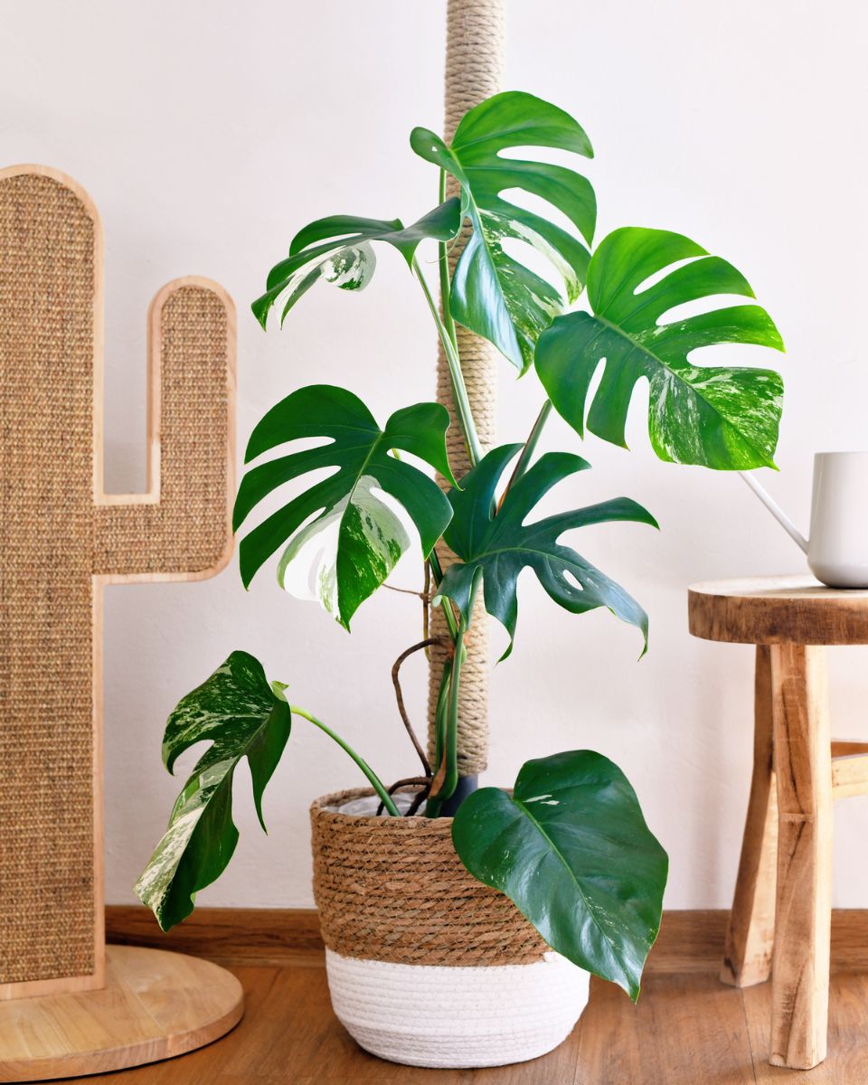 Monstera Rosa How To Grow Variegated Monstera Plants | Houseplant Alley